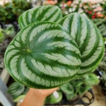 수박페페 소품 꽃비관엽, 1개