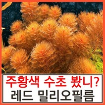 수초하우스) 레드 밀리오필름, 10줄기