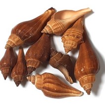 조개껍질 ( 500g ) 조개껍데기 16가지종류 단품 혼합 천연 자연, 조개껍질 15