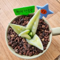 천대전금금, 1개