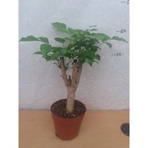 녹보수