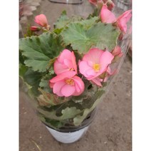 베고니아 철쭉 핑크 6구 특 공기정화식물/미세먼지/공기정화효과 공기정화식물