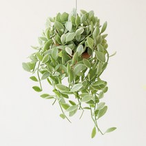 꼬띠 귀염뽀짝 토분 디시디아 실내공기정화 행잉플랜트, 1. 토분 디시디아 화이트, 1개