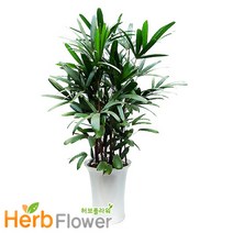 대박나무 개업축하화분 개업화분 축하화분 금전수 행운목 전국꽃배달, a22 관음죽, 1개