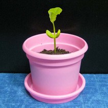 C065/강낭콩키우기/국산/식물키우기/화분포함/실내조경/공기정화식물/실내공기정화식물/키우기, 강남콩키우기