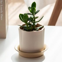 국산 실리콘 깨지지않는 인테리어 디자인 거실 화분, 아치 자몽오렌지