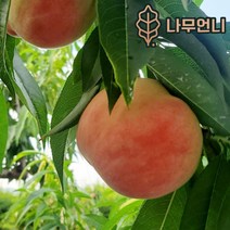 복숭아나무 황도 백도 신비복숭아 월천백도 중생황도 나무언니, (천도+백도)신비복숭아 접목1년(2개세트)