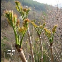 매화동 (50립)두메부추 씨앗 종자 약초씨앗 씨앗모음