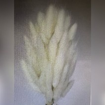 뉴 프리저브드 수입꽃 강아지풀 ( 라그라스 60송이 화이트 중국 ) DIY꽃 인테리어 장식 말린꽃 프리저 풍성한다발 강아지풀