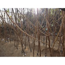 대봉감차량단감태추단감 분묘, 차량단감