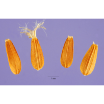 고양이 야생화 국산 쥐오줌풀 발레리안 씨앗