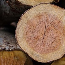 캔들마노 [ 프래그런스오일 ] 스위스 | 샌달우드 ( Sandal Wood ) - 냄새제거 음식냄새 제거용, 20ml