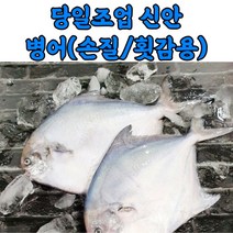 당일조업 신안 손질 병어 병어회 소 중 대, 선물포장_손질병어_중_1마리