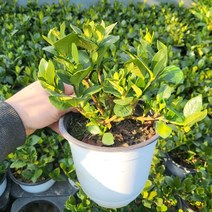치자나무 (꽃치자) 15cm 포트 묘목, 1개
