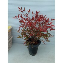 [박씨농원] 남천나무/높이65센치