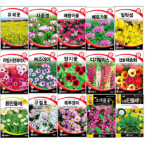 세계 꽃씨 노지월동 식물 야생화 허브 봄 여름 가을 제충국 디기탈리스 새싹 알리섬 꽃씨앗, 니겔라다마스케나