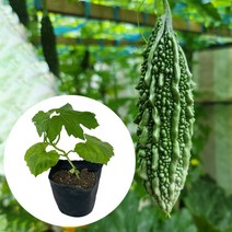 [모종가게] 여주 모종 / 열매 채소 텃밭 키우기 주말농장 체험, 여주모종