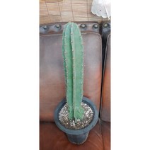 팅커벨 귀면각(화분포함70cm), 1개