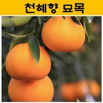 천혜향 묘목 3년생 JJ07