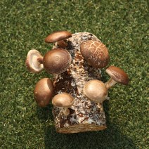 표고버섯키우기 버섯배지 표고버섯재배 표고버섯키트, 1개