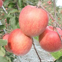 경북산 햇 가정용 알뜰사과 3kg, 가정용홍로사과3kg소과18과내외