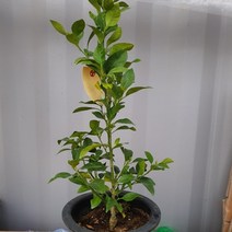 레드향나무 화분 결실주 3년생