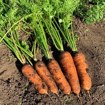 [프레쉬푸드] 유기농 제주 흙당근 5kg, 단품