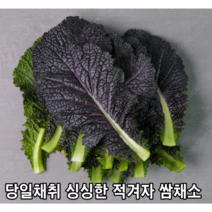 [국내산/국산] 당일수확 적겨자 500g 1kg 샐러드 채소 쌈채소 적 겨자 적겨자 샐러드채소 엽채류 겨자잎 쌈채 싱싱한 구이용쌈 구이용 쌈