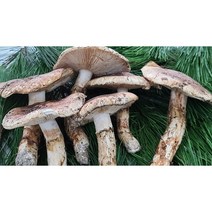 자연산송이등외품1kg