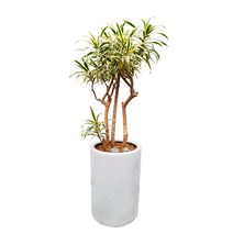 도자기랑나무랑 개업 개원 축하화분 거실반려식물 실내공기정화 금전수 뱅갈고무나무, 1개, 송오브인디아 거실화분 DLP-229
