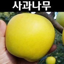 사과(시나노골드) 접목2년(분) 1개/전지후 배송/나무 묘목/과실수/유실수