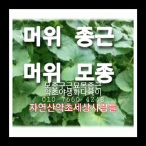 머위종근 50주 머위모종 머위씨앗재배, 1개