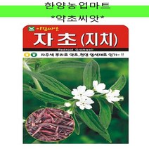 약초-자초/지치/천연 염색제/씨앗/종자/500립