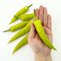 저당랩 당조고추 당뇨에 좋은 혈당 수치 조절 오이맛 아삭이 고추, 1kg, 1개