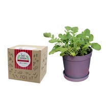 포픽 바질 루꼴라 고수 쌈채소 부추 쑥갓 래디시 화분 재배 키트, 셰프가든 - 래디시키우기