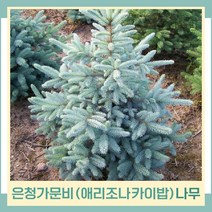 가문비나무 묘목 은청가문비 애리조나 카이밥 포트묘 2개