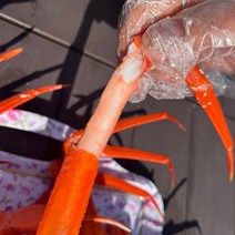 독도 홍게 3kg 자숙 일반형 (수율 70%) 자숙홍게 대게 홍게 박달홍게 영덕대게 영덕대게산지직송 박달대게 울진대게산지직송 포항박달대게 후포리홍게