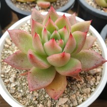 [수암다육] 왁스 랜덤발송 Echeveria agavoides molded wax agave 다육 다육이 다육식물 국민다육 다육이키우기 선인장 미니선인장, 1개