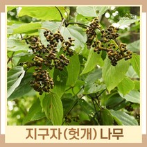 지구자나무 묘목 헛개 실생2년생 뿌리묘 3개