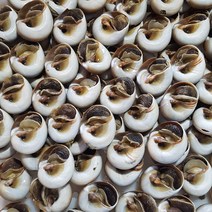 골뱅이 대장 자숙 통골뱅이 1kg(25미전후) 완제품 15kg 업소 골뱅이탕230.000만원, 1박스