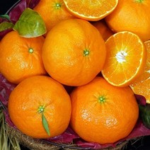 제주 명품 고당도 레드향 3kg 5kg 가정용 선물세트, 가정용 중과 5kg / 16~24과