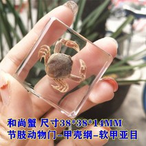 신제품 해양 수지 표본 호박 파충류 실제 동물 열대어 게 교육 관찰. 가정 12 월, 08 17