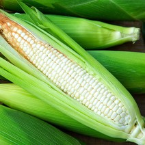 미백 찰옥수수 특크기, 5개, 17cm