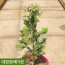 미측백나무 서양측백 정원수 울타리용 포트, 01. 포트