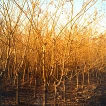 황금회화나무/접목1년(3주묶음)묘목/F1939, 1개