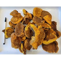 항암 면역력에 좋은 국산 자연산 뽕나무상황버섯 (뽕상황) 320g - 항암약초 항암식품