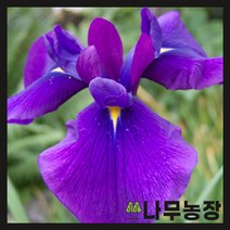 (나무농장) 야생화 꽃창포 포트 ( 5주묶음 )