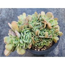 정화다육 다육식물 레몬라임철화렌덤, 1개