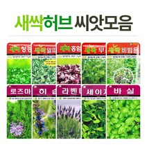 화분월드 새싹 허브 씨앗, 새싹-경수채, 1개