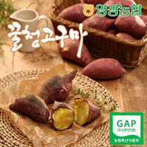 [영광농협] 22년 햇 꿀청고구마 맛있는 꿀고구마 10kg (왕), 단품